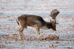 Fallow deer