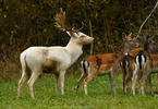 Fallow deer