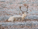 Fallow deer