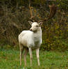 Fallow deer