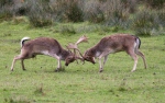 Fallow deer