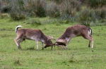 Fallow deer