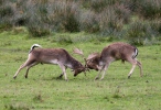 Fallow deer