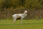 Fallow deer