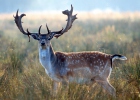 Fallow deer