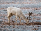 Fallow deer