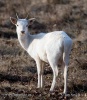 Fallow deer