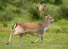 Fallow deer