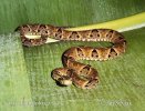 Fer de lance commun