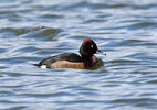 Ferruginous Duck