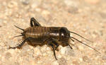 Field Cricket