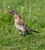 Fieldfare