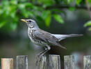 Fieldfare