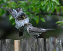 Fieldfare