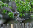 Fieldfare