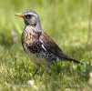 Fieldfare