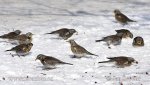 Fieldfare