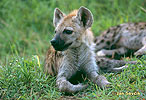Fläckig hyena
