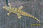 Flat-tailed House Gecko