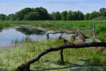 Floodplain of Lužnice River