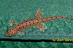 Four-clawed Gecko