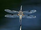 Four-spotted Chaser
