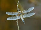 Four-spotted Chaser