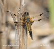 Four-spotted Chaser