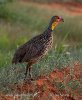 Francolin à cou jaune