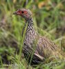 Francolin à gorge rouge