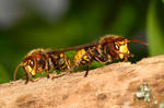 Frelon européen