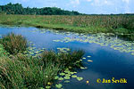 Freshwater lake at Mirissa Village