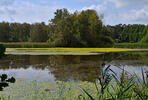 Fringed Water-lily, Yellow Floating-heart, Water Fringe