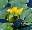 Fringed Water-lily, Yellow Floating-heart, Water Fringe