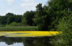 Fringed Water-lily, Yellow Floating-heart, Water Fringe