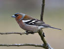 Fringilla coelebs