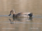 Gadwall