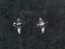 Gadwall