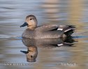 Gadwall