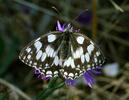 Galathea sommerfugl