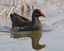 Gallinule poule-d'eau