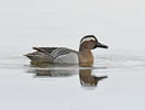 Garganey