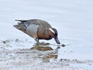 Garganey