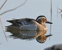 Garganey