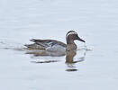 Garganey