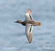 Garganey