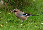 Garrulus glandarius