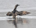 Gavia arctica