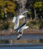 Gaviota del Caspio