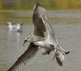 Gaviota del Caspio